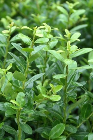 Ilex crenata 'Caroline Upright' 50-60 cm cont. 5,0L - afbeelding 2