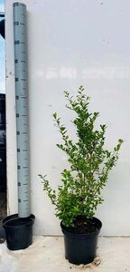 Ilex crenata 'Caroline Upright' 60-80 cm cont. 5,0L