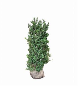 Ilex crenata Dark Green 100-125 cm met kluit - afbeelding 2
