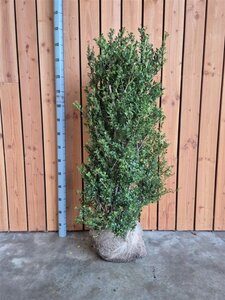 Ilex crenata Dark Green 100-125 cm met kluit - afbeelding 3