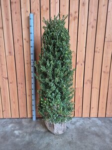 Ilex crenata Dark Green 125-150 cm met kluit