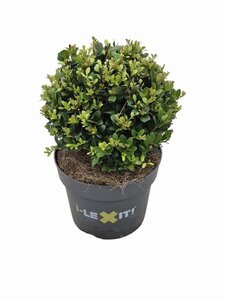 Ilex crenata Dark Green 15 cm cont. 2,0L bol - afbeelding 3