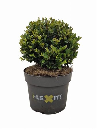 Ilex crenata Dark Green 15 cm cont. 2,0L bol - afbeelding 4