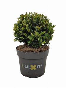 Ilex crenata Dark Green 15 cm cont. 2,0L bol - afbeelding 4