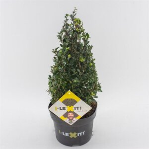 Ilex crenata Dark Green 25-30 cm cont. 3,0L kegel - afbeelding 3
