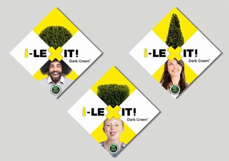 Ilex crenata Dark Green 25-30 cm cont. 3,0L cone - image 2