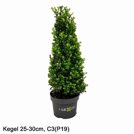 Ilex crenata Dark Green 25-30 cm cont. 3,0L cone - image 4