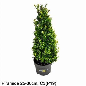 Ilex crenata Dark Green 25-30 cm cont. 3,0L cone - image 5