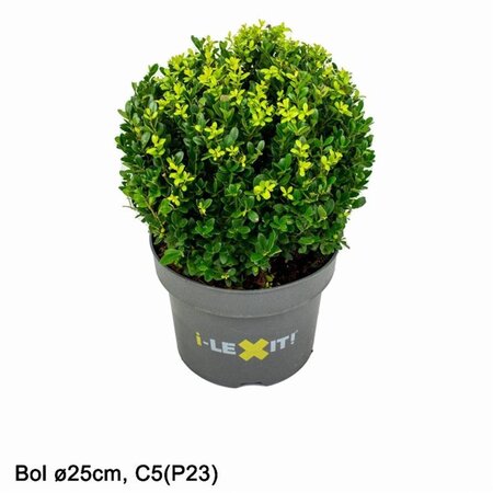 Ilex crenata Dark Green 25 cm container bulb - image 2