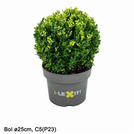 Ilex crenata Dark Green 25 cm container bulb - image 4