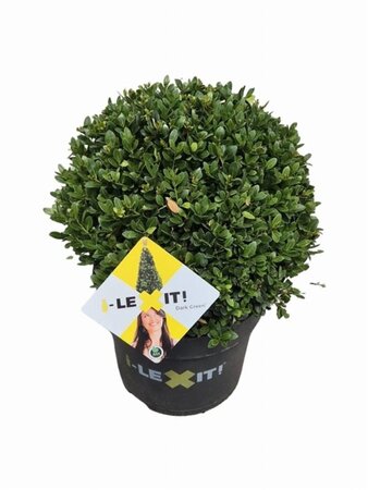 Ilex crenata Dark Green 30 cm cont. 7,5L bol - afbeelding 2
