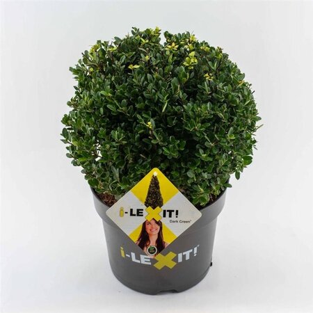 Ilex crenata Dark Green 30 cm cont. 7,5L bol - afbeelding 3