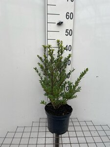 Ilex crenata Dark Green 40-50 cm cont. 3,0L - afbeelding 1