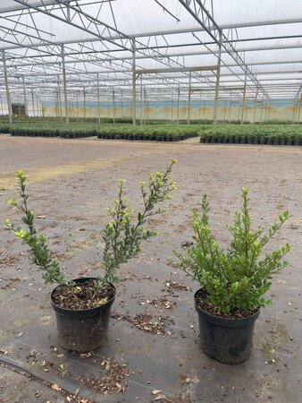Ilex crenata Dark Green 40-50 cm cont. 3,0L - afbeelding 2