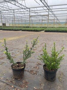 Ilex crenata Dark Green 40-50 cm cont. 3,0L - afbeelding 2