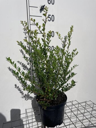 Ilex crenata Dark Green 40-50 cm cont. 3,0L