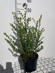 Ilex crenata Dark Green 40-50 cm cont. 3,0L