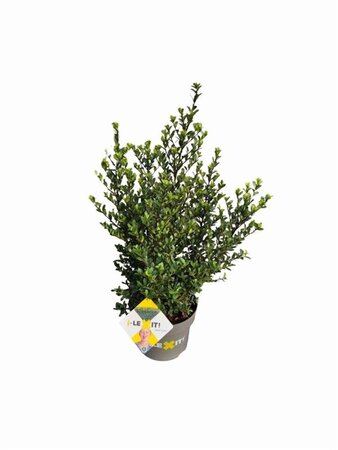 Ilex crenata Dark Green 40-60 cm cont. 5,0L - afbeelding 4