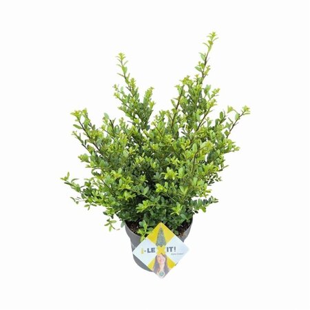 Ilex crenata Dark Green 40-60 cm cont. 5,0L - afbeelding 4