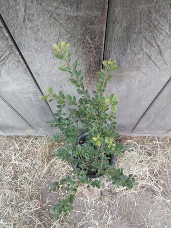 Ilex crenata Dark Green 40-60 cm cont. 5,0L - afbeelding 2