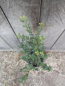 Ilex crenata Dark Green 40-60 cm cont. 5,0L - afbeelding 2