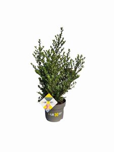 Ilex crenata Dark Green 40-60 cm cont. 5,0L - afbeelding 5