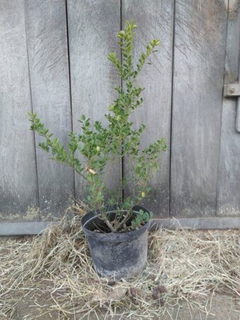 Ilex crenata Dark Green 40-60 cm cont. 5,0L - image 3