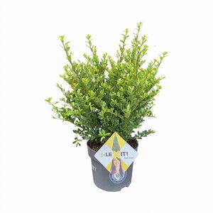 Ilex crenata Dark Green 40-60 cm cont. 5,0L - image 6