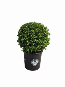 Ilex crenata Dark Green 40 cm cont. 15L bol - afbeelding 2