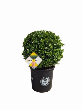 Ilex crenata Dark Green 40 cm cont. 15L bol - afbeelding 5
