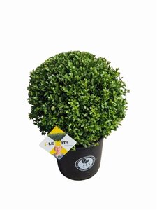 Ilex crenata Dark Green 40 cm cont. 15L bulb - image 3