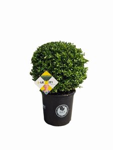 Ilex crenata Dark Green 40 cm cont. 15L bulb - image 5