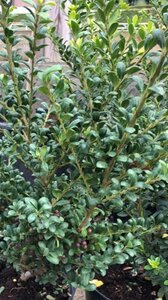 Ilex crenata Dark Green 55 cm cont. 25L bol
