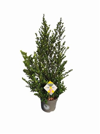 Ilex crenata Dark Green 60-80 cm cont. 7,5L - afbeelding 2