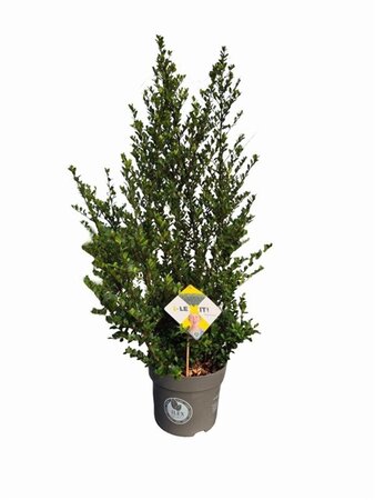 Ilex crenata Dark Green 60-80 cm cont. 7,5L - afbeelding 3