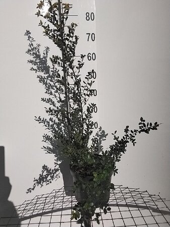 Ilex crenata Dark Green 60-80 cm cont. 7,5L - afbeelding 4