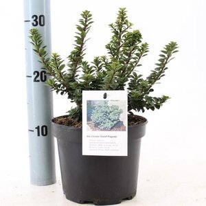 Ilex crenata 'Dwarf Pagoda' 15-20 cm cont. 2,0L