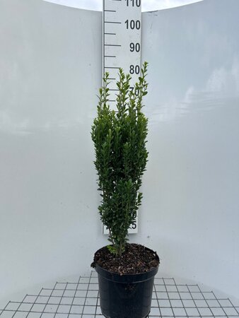 Ilex crenata 'Fastigiata' geen maat specificatie cont. 7,5L - afbeelding 1