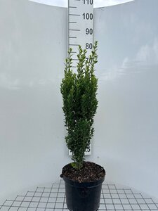 Ilex crenata 'Fastigiata' geen maat specificatie cont. 7,5L