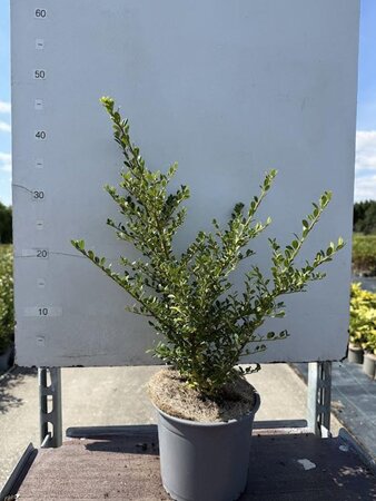 Ilex crenata 'Green Glory' 20-30 cm cont. 2,0L - afbeelding 2