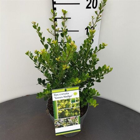Ilex crenata 'Green Hedge' 25-30 cm cont. 2,0L - afbeelding 1