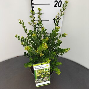 Ilex crenata 'Green Hedge' 25-30 cm cont. 2,0L - afbeelding 2