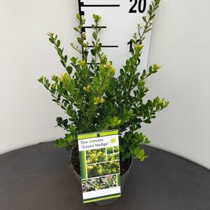 Ilex crenata 'Green Hedge' 25-30 cm cont. 2,0L - afbeelding 3