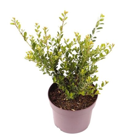 Ilex crenata 'Green Hedge' 25-30 cm cont. 3,0L - afbeelding 2