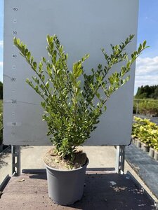 Ilex crenata 'Green Hedge' 30-40 cm cont. 2,0L