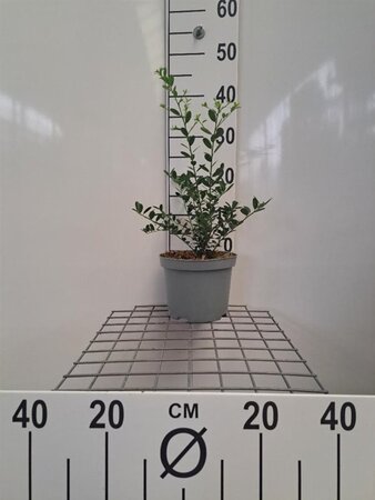 Ilex crenata 'Green Hedge' 40-60 cm cont. 3,0L - afbeelding 2