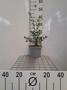 Ilex crenata 'Green Hedge' 40-60 cm cont. 3,0L - afbeelding 2