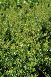 Ilex crenata 'Green Hedge' 60-80 cm met kluit - afbeelding 2