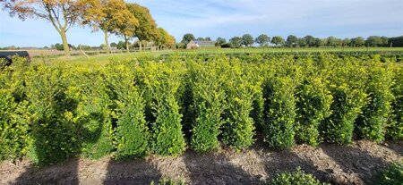 Ilex crenata 'Green Hedge' 80-100 cm met kluit - afbeelding 2
