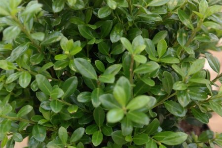 Ilex crenata Luxus Globe 20-30 cm cont. 3,0L - afbeelding 1